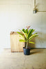 Frangipani