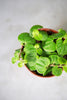 Peperomia 'Coin'