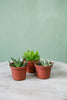 Assorted Haworthia