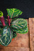 Rose Painted Calathea