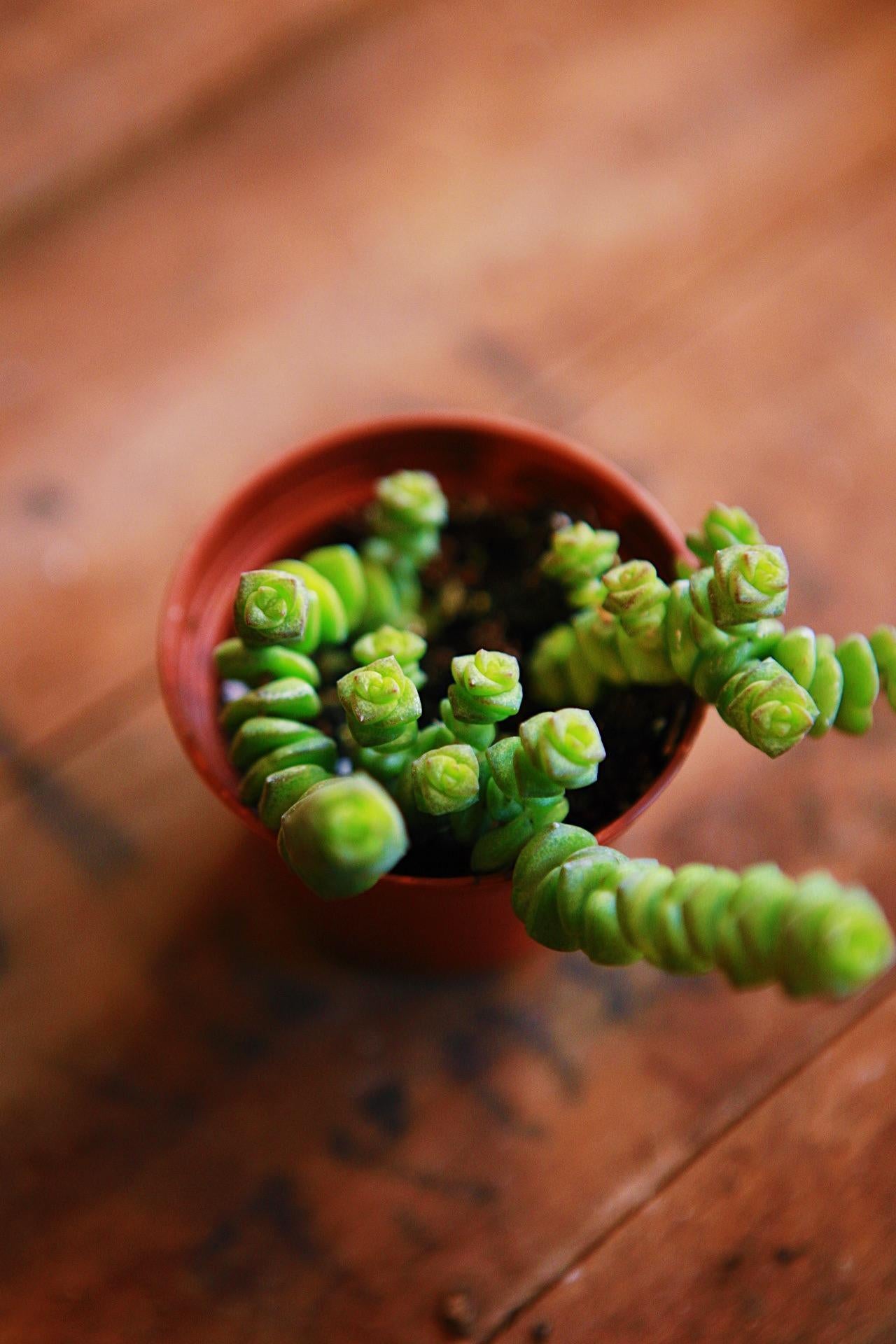 Crassula 'Baby's Necklace'