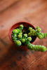 Crassula 'Baby's Necklace'