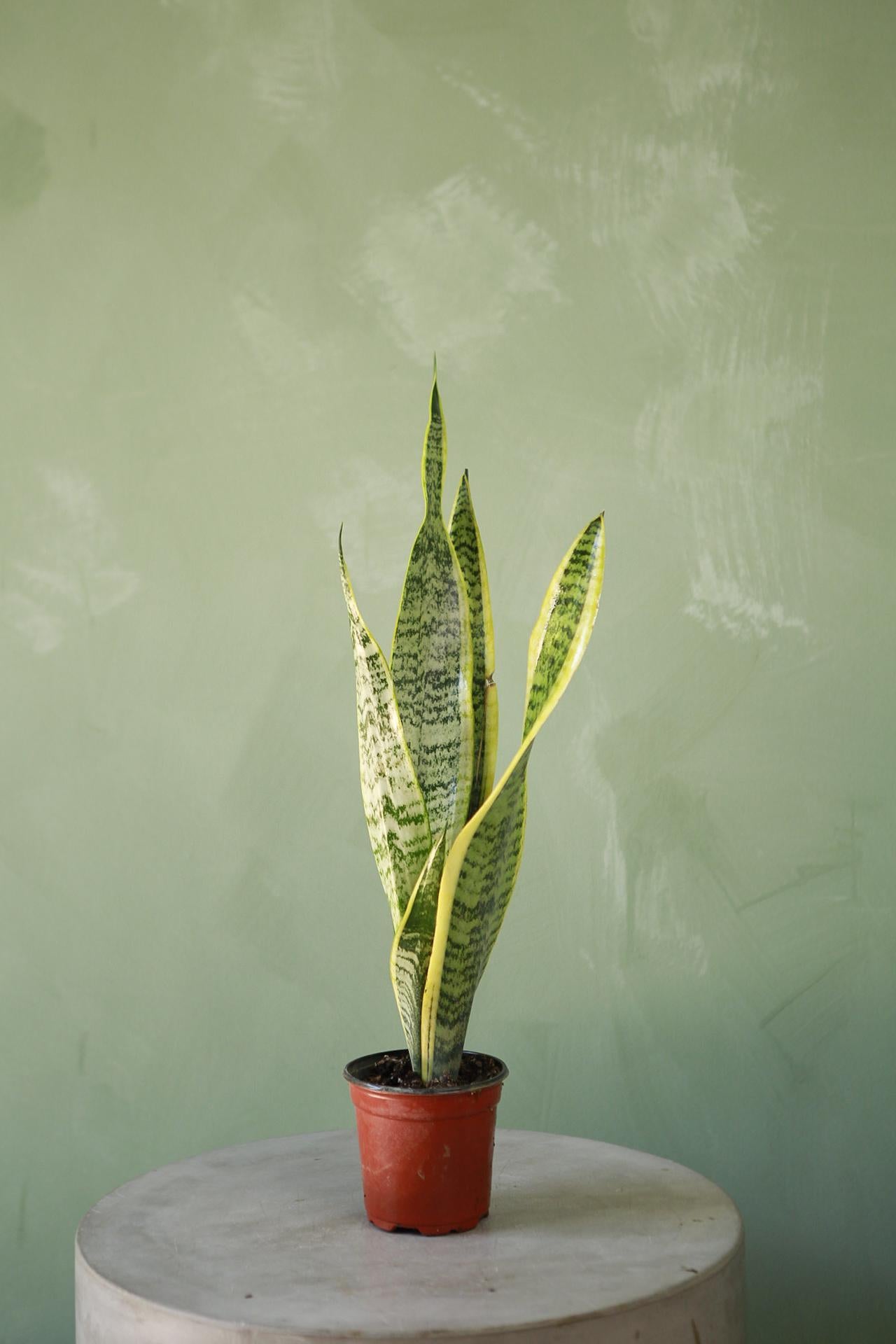 Snake Plant 'Laurentii'