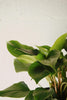 Homalomena Emerald Gem