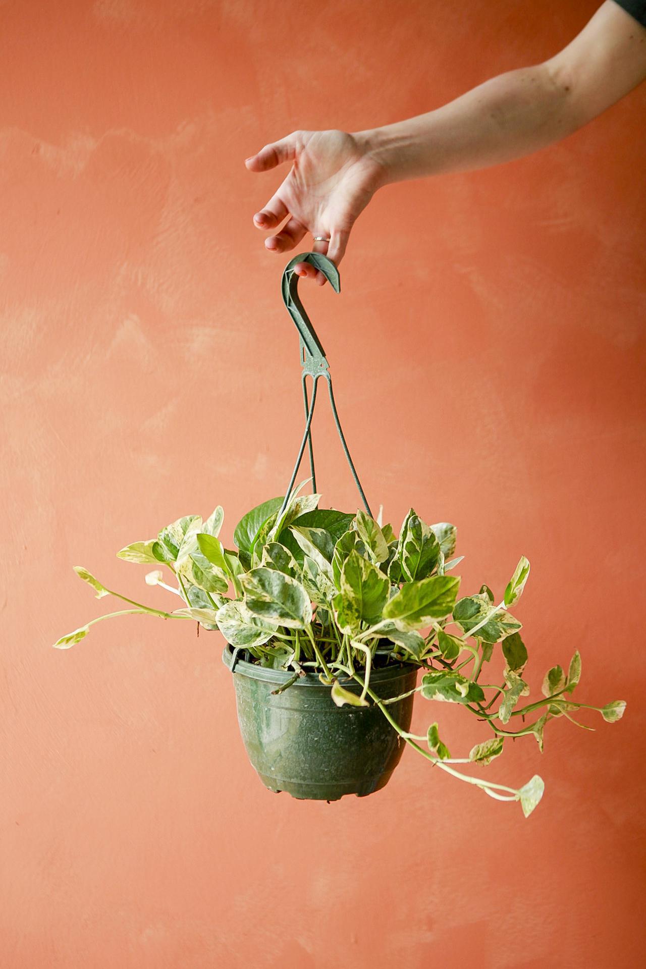 'Pearls & Jade' Pothos