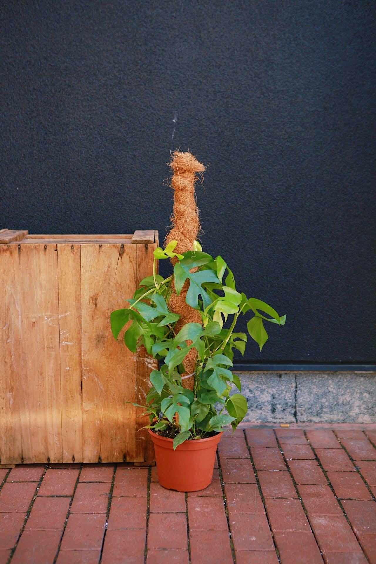 Mini-Monstera