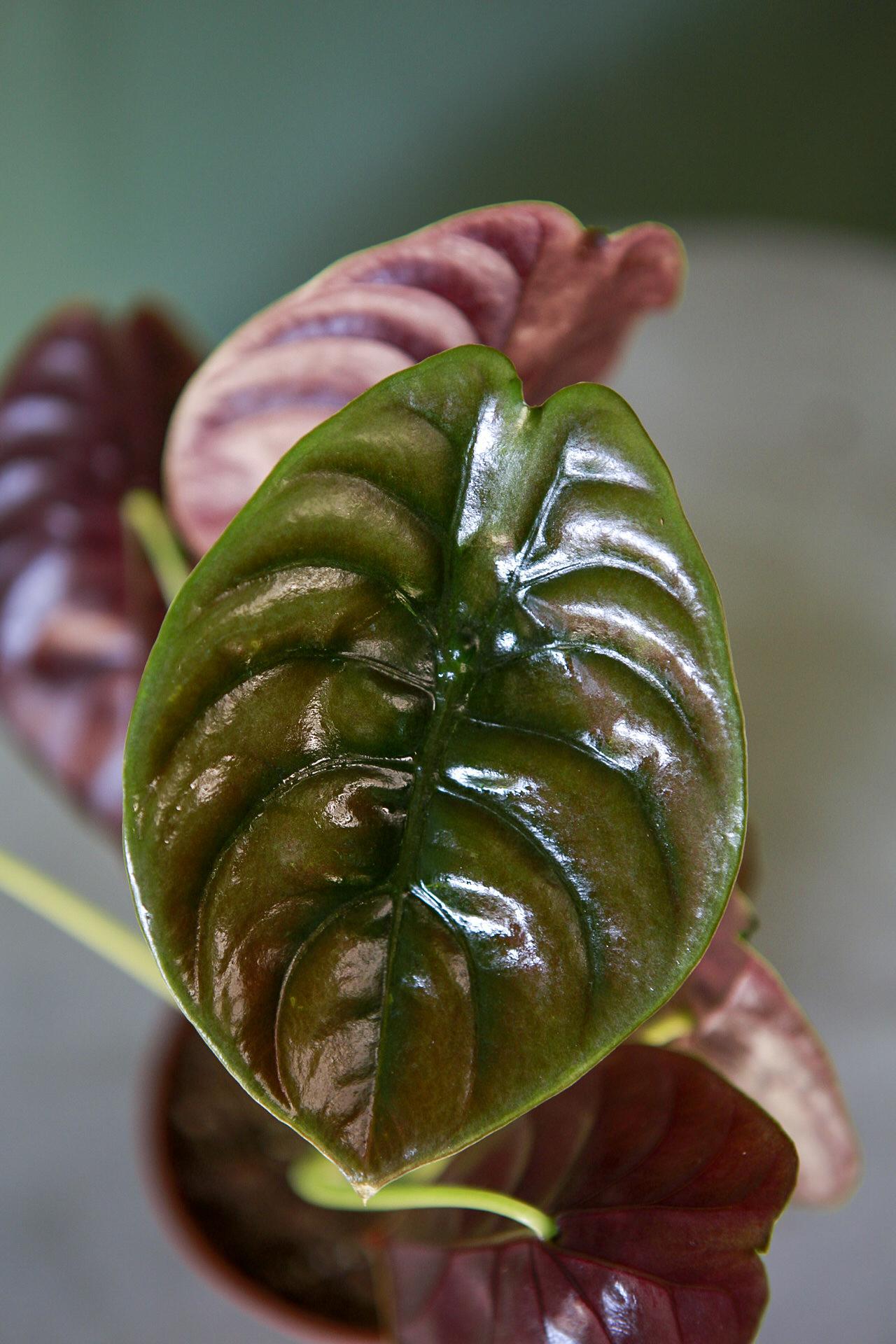 Alocasia 'Red Secret'