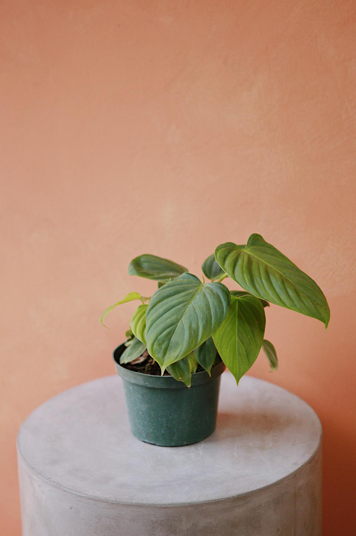 Philodendron 'Fuzzy Petiole'