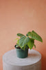 Philodendron 'Fuzzy Petiole'