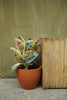 Kent Planter