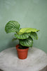 Calathea Orbifolia