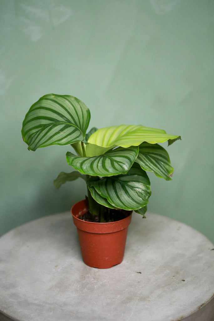 Calathea Orbifolia