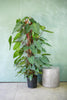 Philodendron 'Red Emerald'