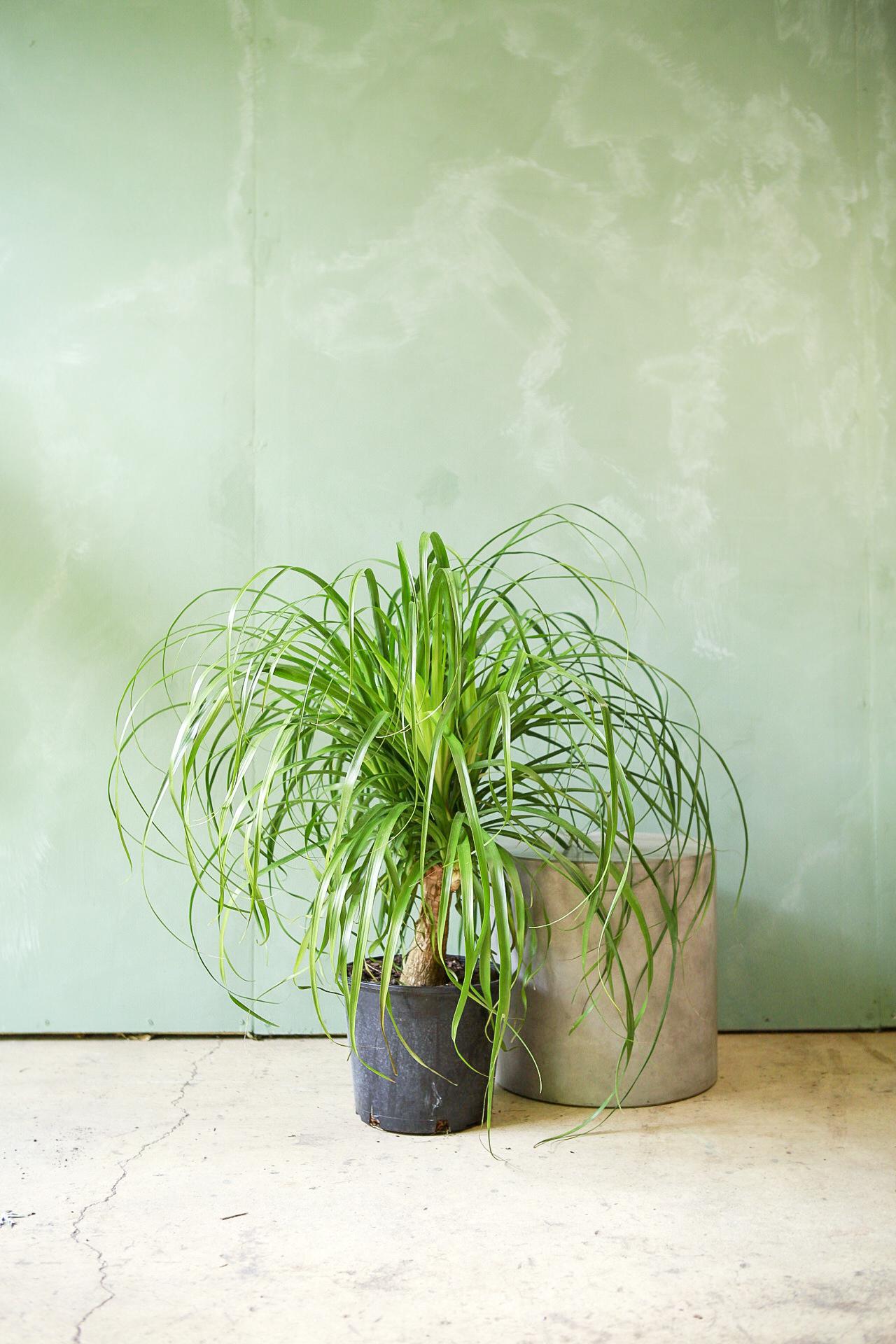 Ponytail Palm