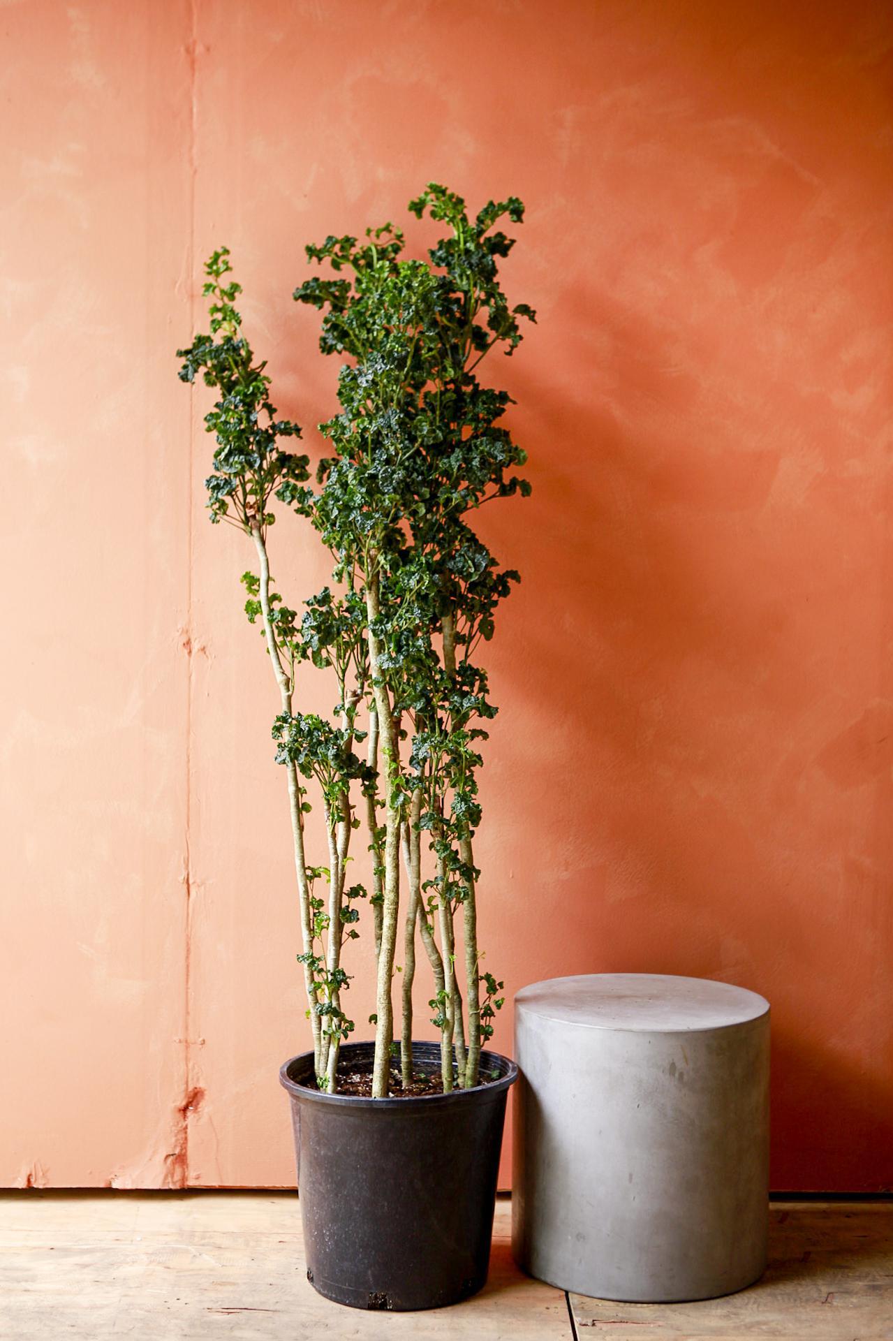 Aralia 'Black'