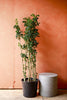 Aralia 'Black'