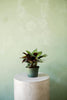 Calathea 'Beauty Star'