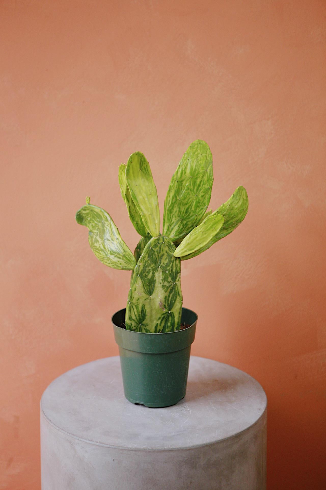Variegated Opuntia