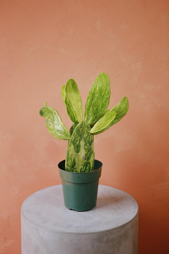 Variegated Prickly Pear
