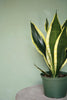 Snake Plant 'Black Gold'