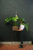 Philodendron 'Revolutions'