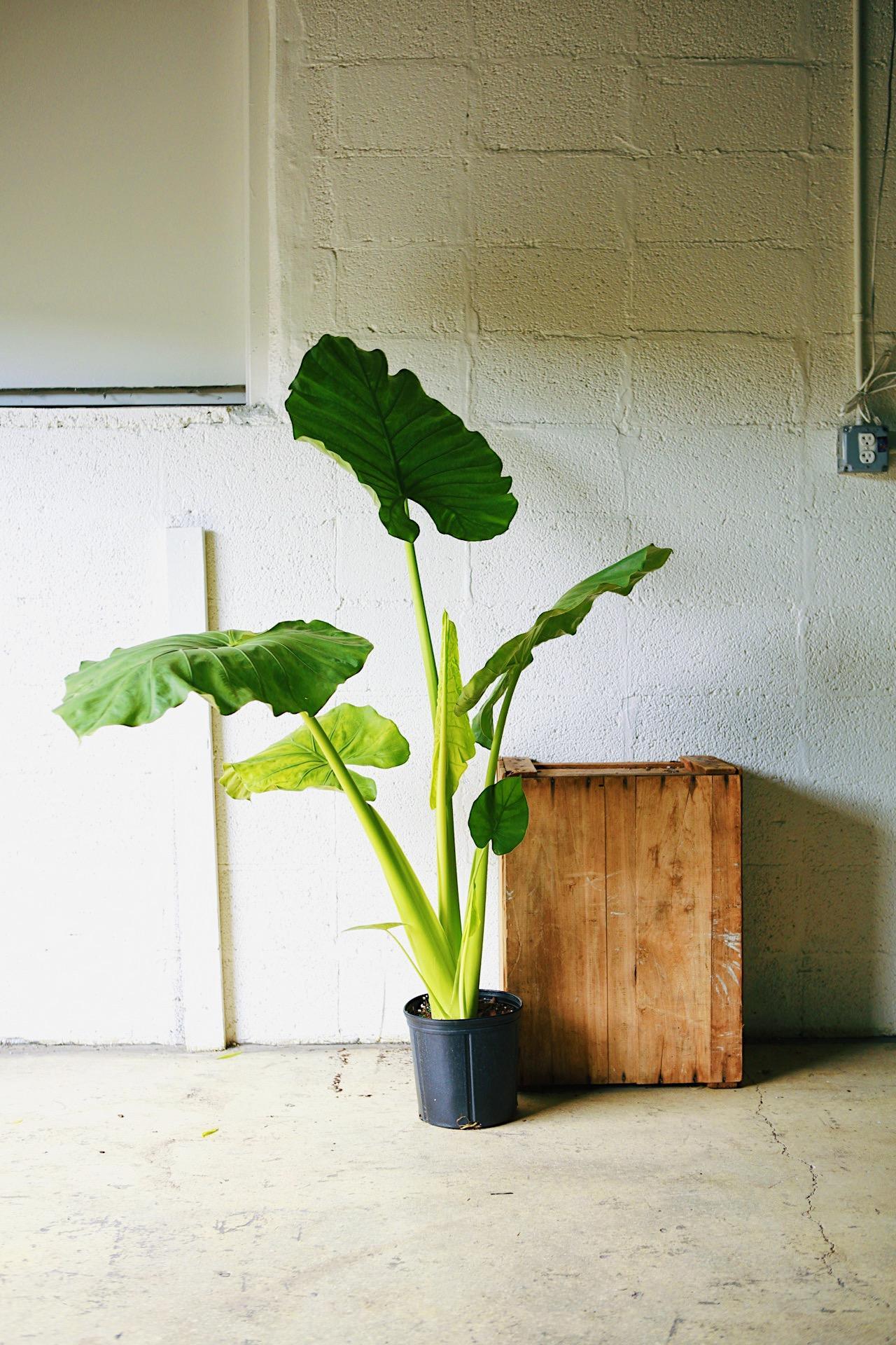 Alocasia odora