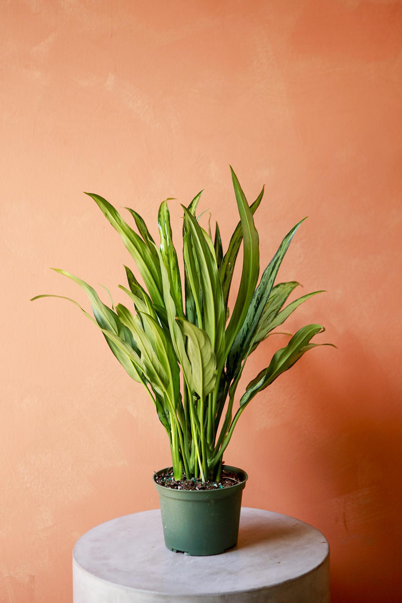 Aglaonema 'Cutlass'