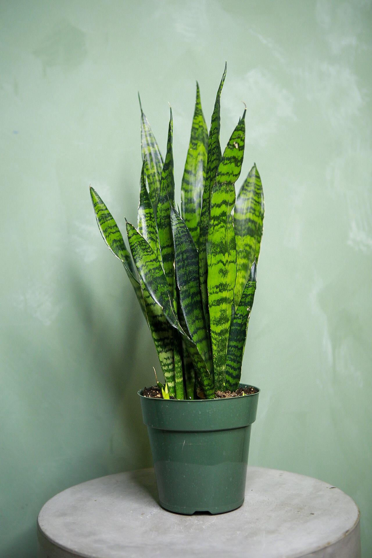 Snake Plant 'Black Coral'