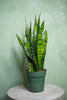 Snake Plant 'Black Coral'