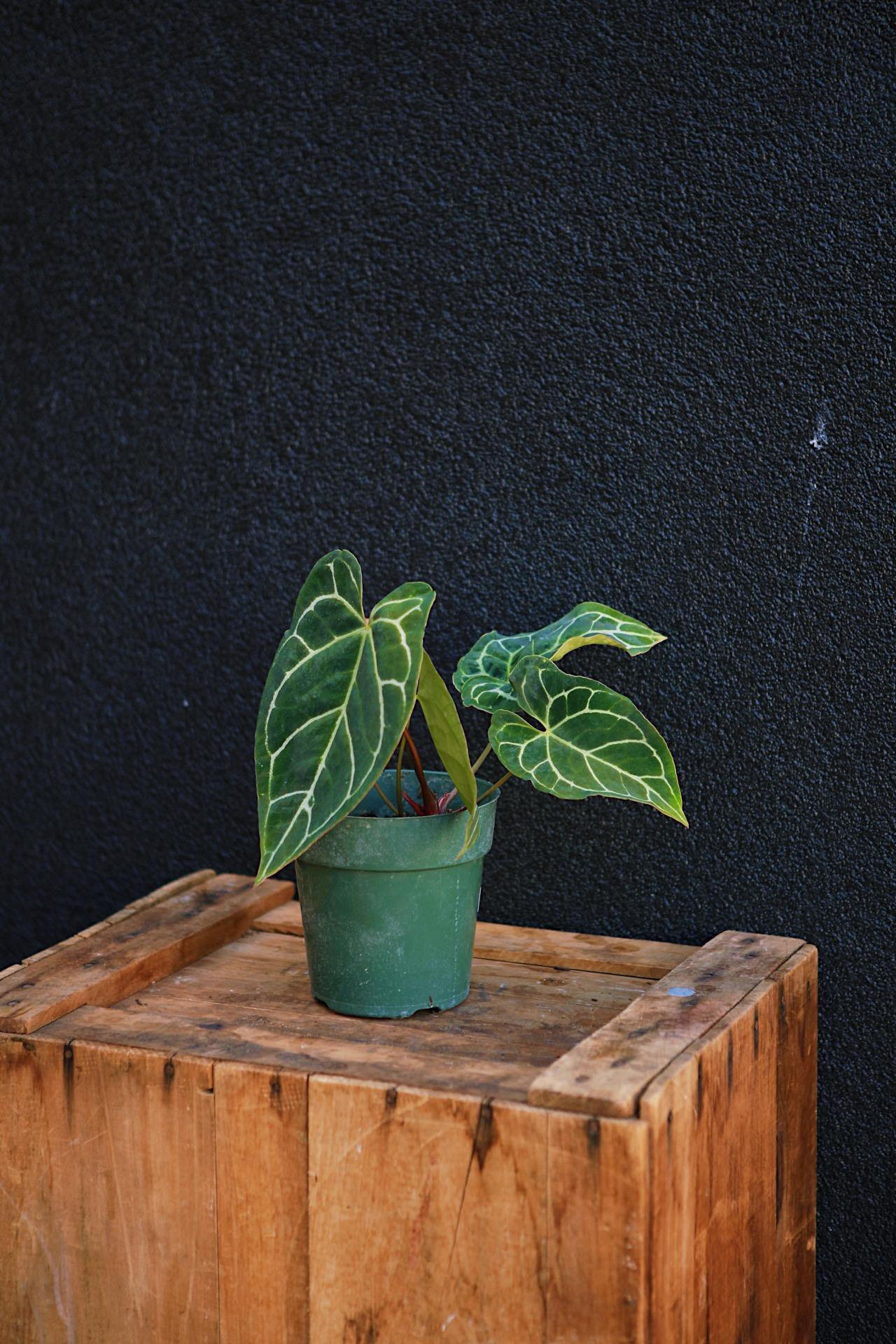 Anthurium crystallinum