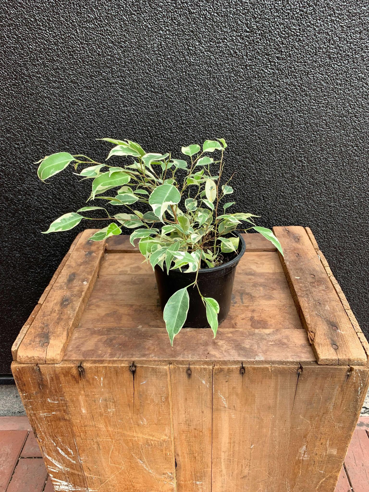 Weeping Fig