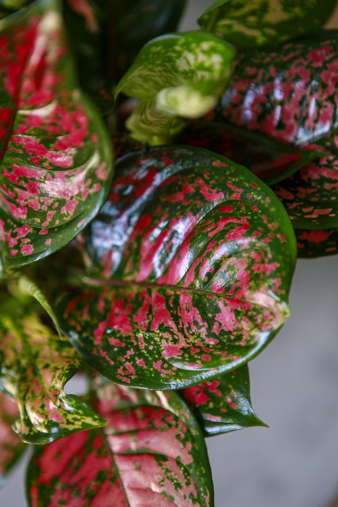 Aglaonema 'Red Valentine'