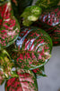Aglaonema 'Red Valentine'