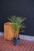 Spindle Palm