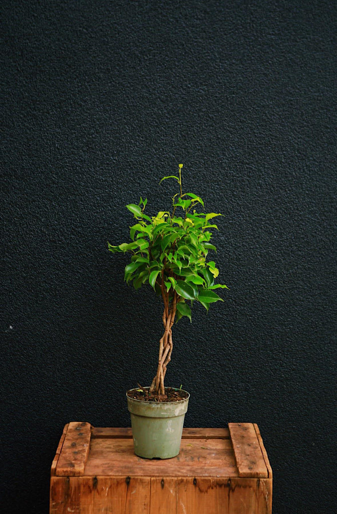 Ficus Benjamin Braid
