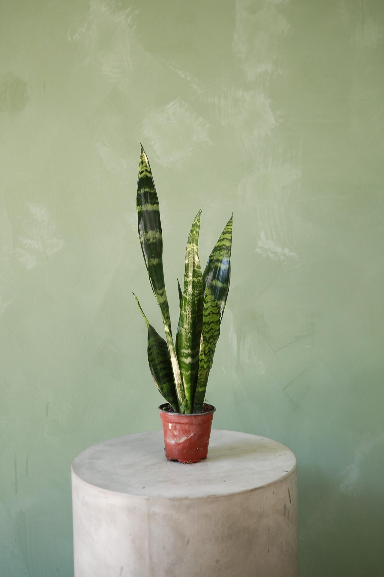 Snake Plant 'Black Coral'