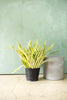 Snake Plant 'Lauren'