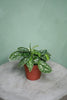 Scindapsus 'Argyraeus'