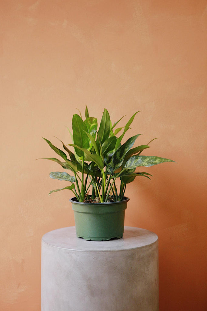 Aglaonema 'Emerald Beauty'