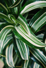 Dracaena 'Jade Jewel'