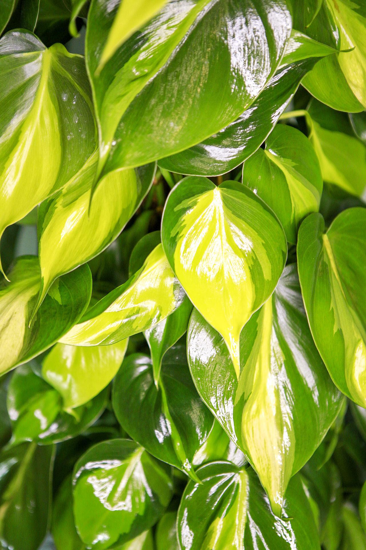 Philodendron 'Brasil'