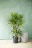 Dracaena Marginata