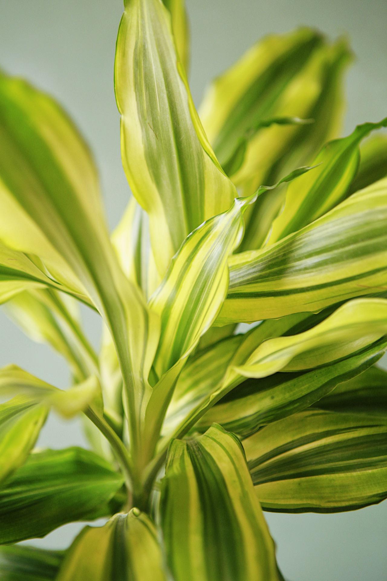Dracaena 'Sol'