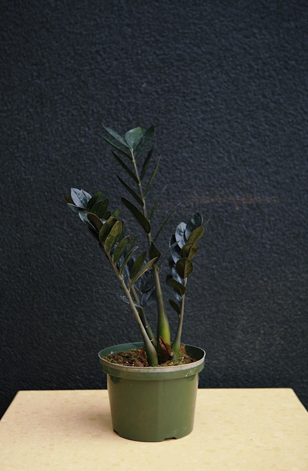 Raven' ZZ Plant