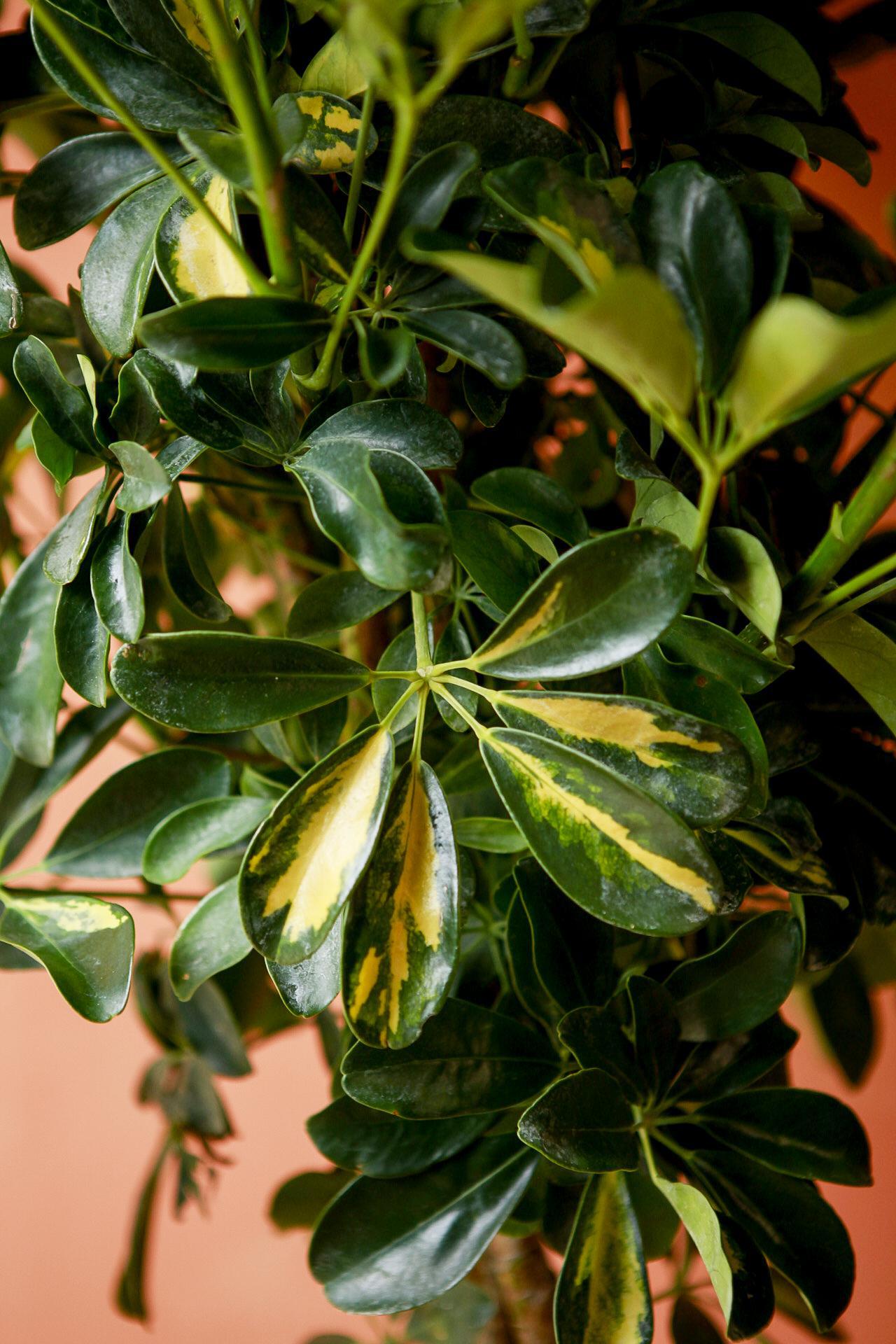 Umbrella Tree 'Gold Capella'