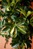 Umbrella Tree 'Gold Capella'