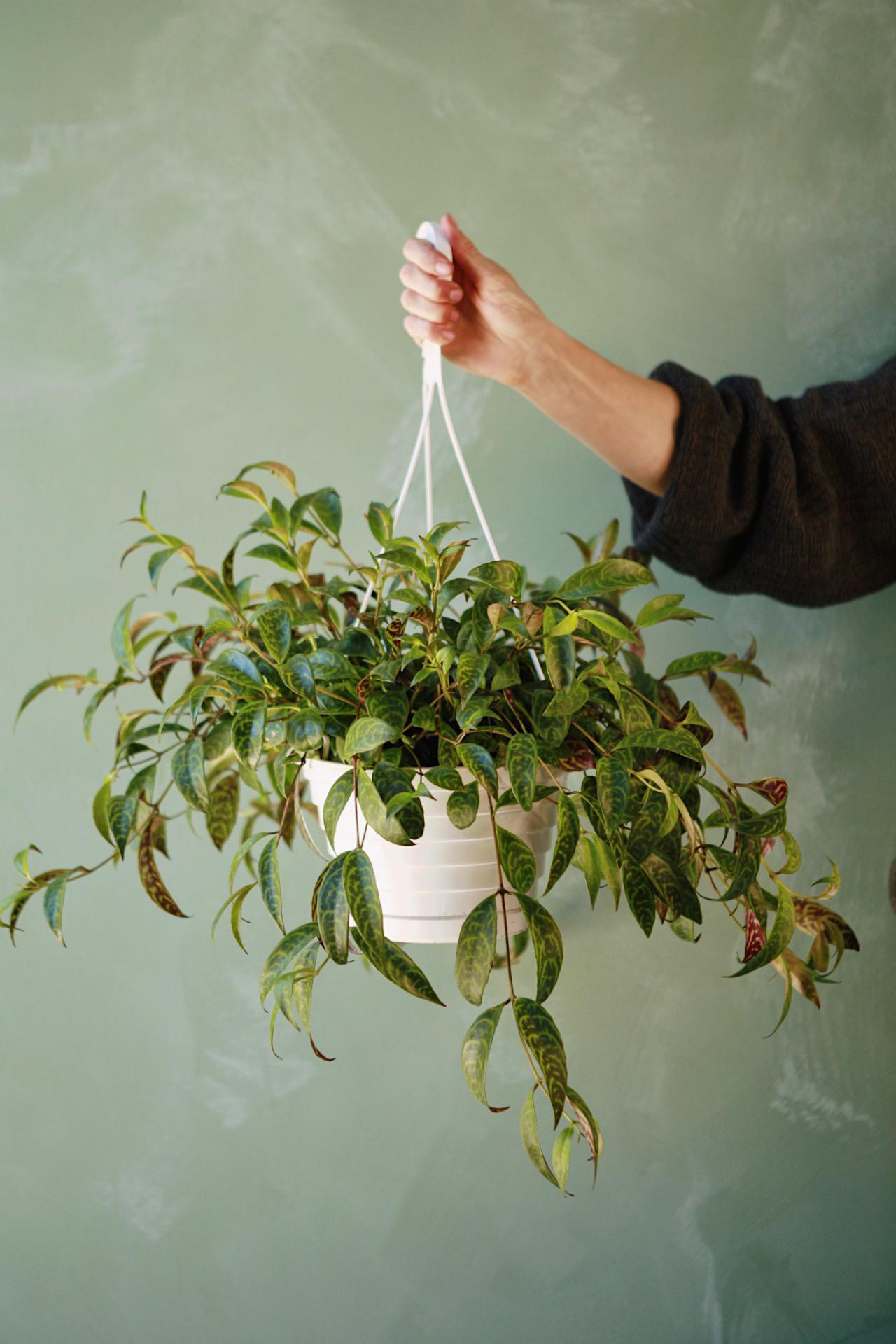 Black Pagoda Lipstick Plant