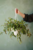 Black Pagoda Lipstick Plant