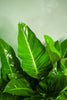 Philodendron 'Imperial Green'