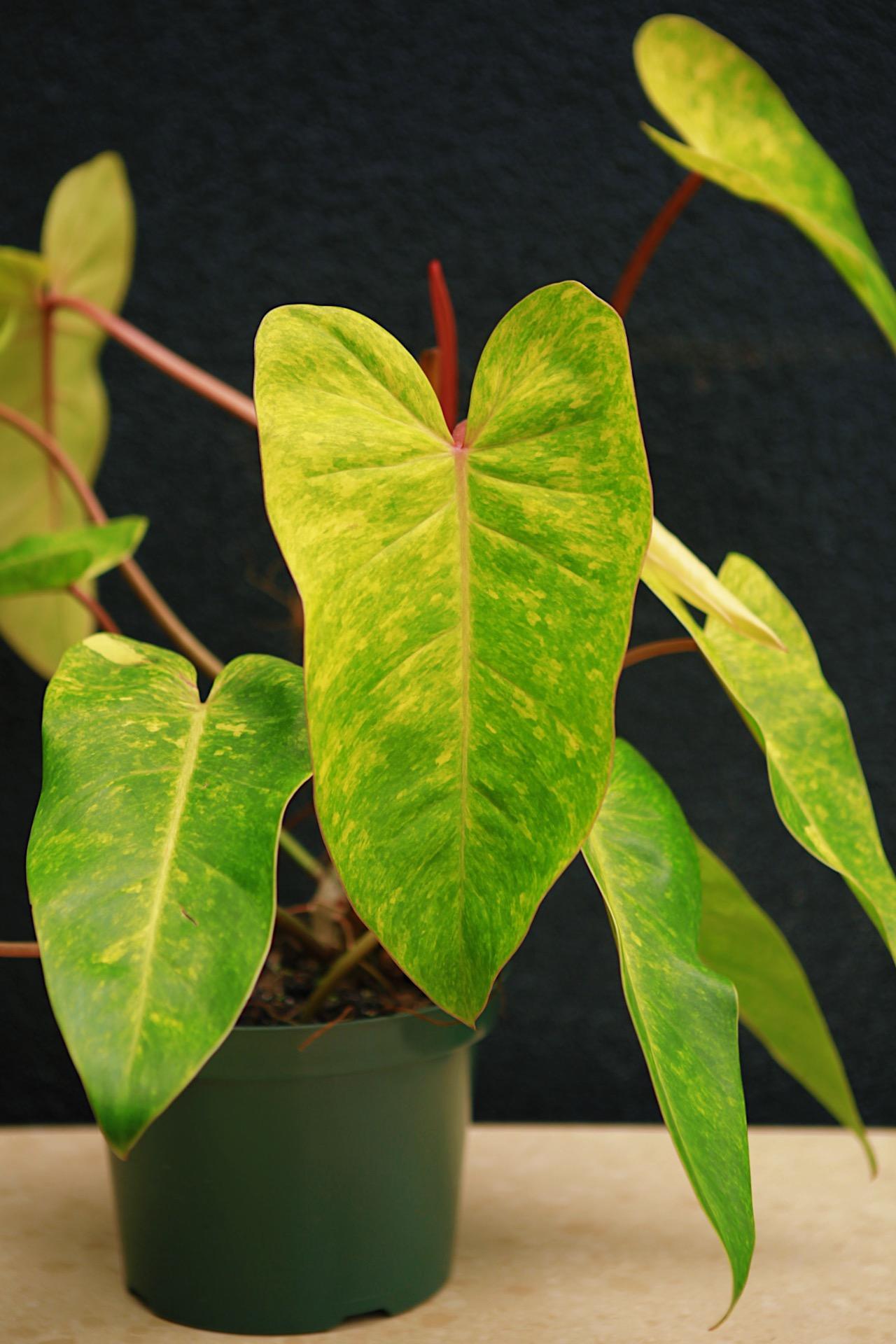 Philodendron 'Painted Lady'